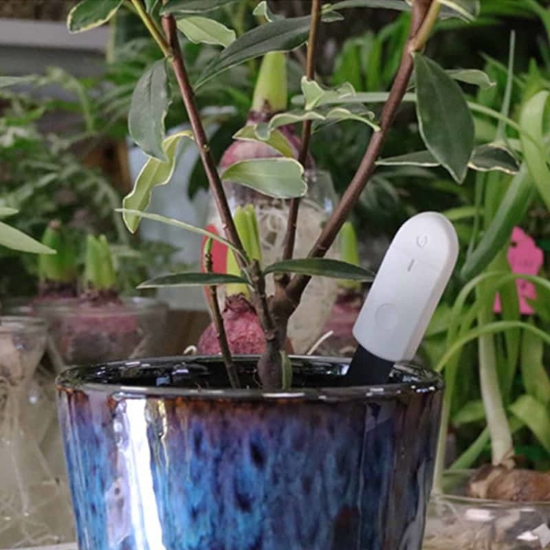Comment l'humidité affecte la croissance d'une plante