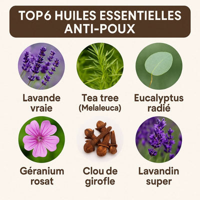 Les-6-meilleures-huiles-essentielles-anti-poux sont: la lavande vraie, le tea tree, l'eucalyptus radié, le géranium rosat, le clou de girofle et le lavandin super