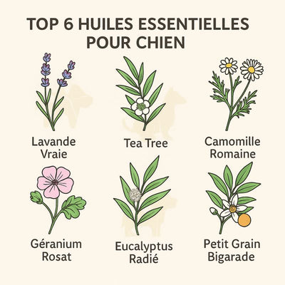 6-meilleures-huiles-essentielles-pour-chien