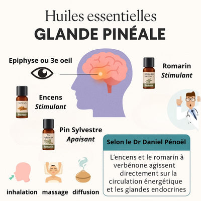 Huiles-essentielles-et-glande-pineale-comment-stopper-la-calcification