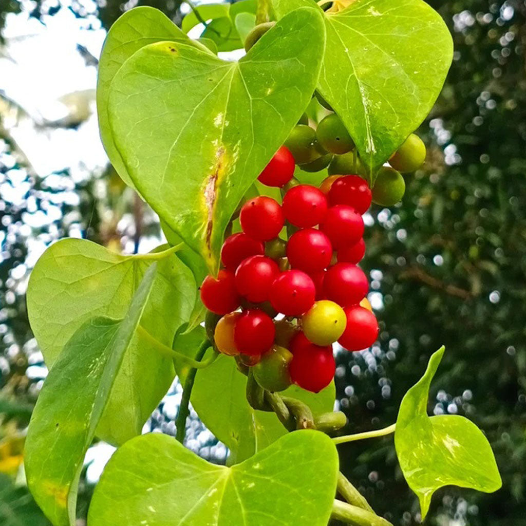 Huile essentielle de guduchi: bienfaits et utilisations