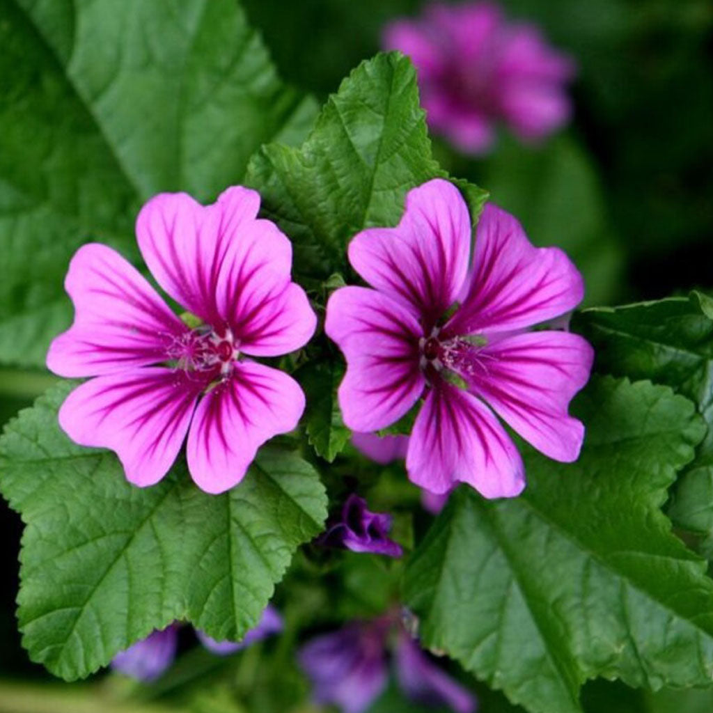 Huile essentielle de Mauve: bienfaits et utilisations