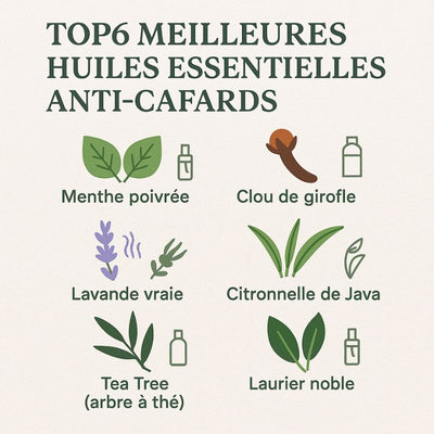 meilleures-huiles-essentielles-contre-les-cafards