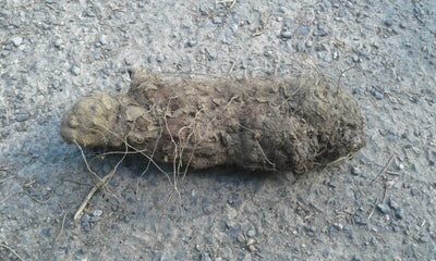 Quels sont les bienfaits et les propriétés de la racine de tamier ? aussi connue sous le nom de racine de sanglier, de racine de feu ou d'herbe aux femmes battues